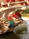 Macaw in Wildlife World Zoo