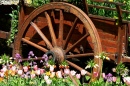 Vintage Flower Cart and Tulips