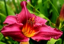 Цветущая лилия