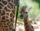 Жираф один день от роду с мамой
