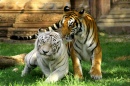 Tigers in Miami Zoo
