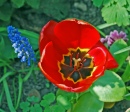 Тюльпан и Мышиный гиацинт