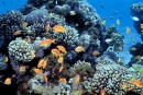 Залив Акаба, Красное Море, Коралловые Рифы