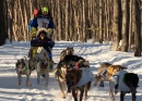 Гонка на собачьих упряжках в Анкоридже, Аляска