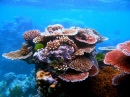 Кораллы на Флинн Рифе