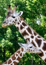 Жирафы мама и малыш