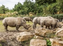 Белые носороги в зоопарке Дублина