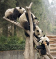 Giant Pandas in Wolong, China