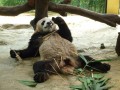 Панда + Бамбук = Ленивая Панда