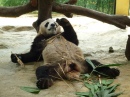 Панда + Бамбук = Ленивая Панда
