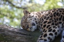 Спящий леопард