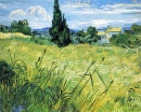 Зеленый Пшеничное поле с кипарисами