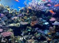 Коралловая картина, Океанариум Монтерей Бэй