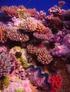 Коралловый сад, Оспри Риф