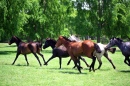 Свободные лошади