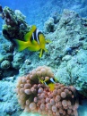 Anemone & Clownfish, Middle Garden Reef