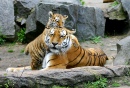 Тигры в зоопарке Берлина