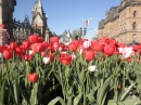 Фестиваль тюльпанов в Оттаве