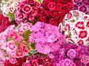 Июньские цветы - Гвоздика Турецкая