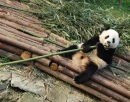 Панда в Чэнду, Китай