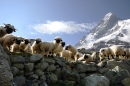 Черномордые овцы