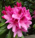Цветок Рододендрон