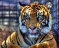 Тигр в зоопарке Топика