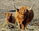 Корова и теленок хайлендской породы