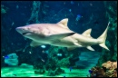 Белая акула, аквариум Сиднея