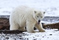 Малыш белого медведя, национальный Арктический заповедник