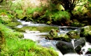Река в лесу Glentenassig, Ирландия