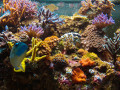 Тропический Аквариум