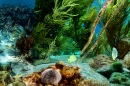 Подводная жизнь острова Клейн-Бонайре