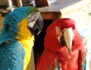 Сине-желтый и красный ара