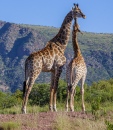 Малыш жираф с мамой