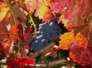 Осенние цвета в винограднике