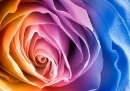 Яркий макроснимок розы