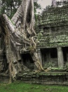 Дерево в Ангкор Ват, Камбоджа