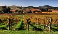 Виноградники в долине Напа