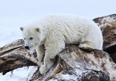 Медвежонок полярного медведя, Национальный Арктический заповедник