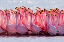 Ритуал спаривания: Фламинго Джемса