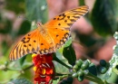 Дневная бабочка-геликонида