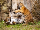 Малайские тигрята