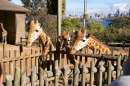 Жирафы в зоопарке Таронга, Австралия