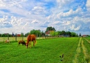 Лошади в деревне