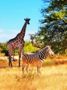 Зебра и жираф в Намибии