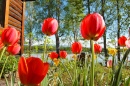 Тюльпаны тянутся к теплому солнцу