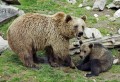 Бурый медведь в зоопарке Эхтяри, Финляндия