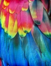 Радужные перья