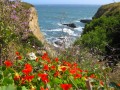 Скалы и цветы на побережье Тихого океана